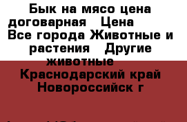 Бык на мясо цена договарная › Цена ­ 300 - Все города Животные и растения » Другие животные   . Краснодарский край,Новороссийск г.